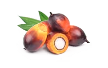 PEA